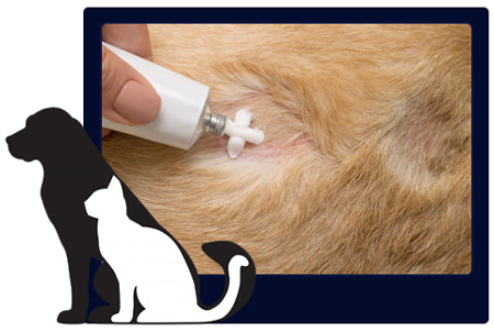 Dermatologia per cani e gatti a Latina