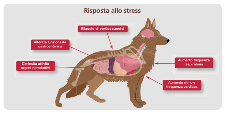 Stress Animali