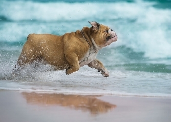 Cane al mare