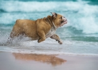 Cane al mare