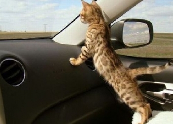 Viaggiare in auto con il cane o con il gatto